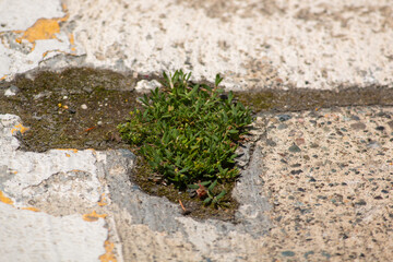 Vegetation growing from the pavement in the sunshine.