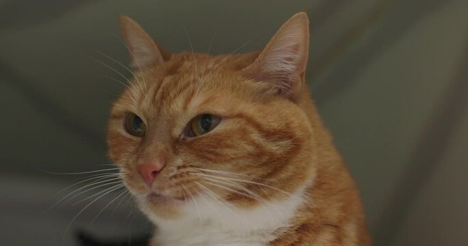 A ginger cat in a shelter winces and shakes his head. The cat got something not tasty into his mouth and he shakes his head trying to spit it out. Cute homeless cat in a shelter winces.
