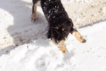 Portrait of black dog playing with a snow in winter day