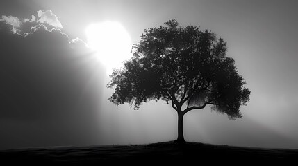 Obraz premium black and white tree in sunset 