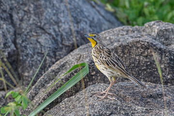 Yellow-throated Longclaw on the ground