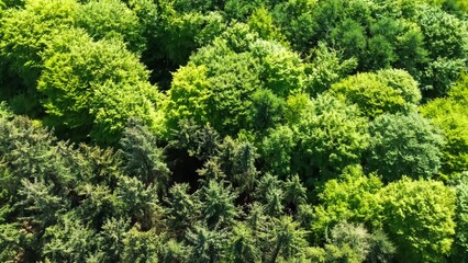 Drone view from above of green mixed forests in northern Germany.