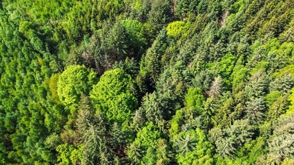 Drone view from above of green mixed forests in northern Germany.