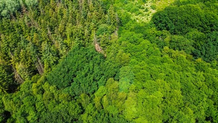 Naklejka premium Drone view from above of green mixed forests in northern Germany.