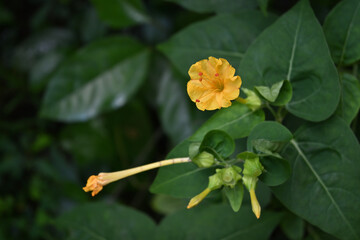 A yellow flower from marvel of Peru plant that blooms in the evening in the garden