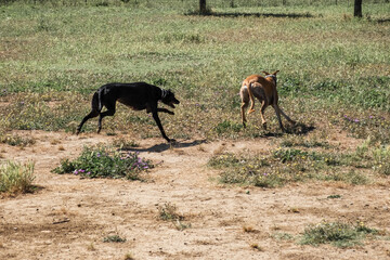 Ivo, the spanish greyhound with friends running and playing in a park