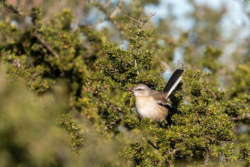 white-banded mockingbird