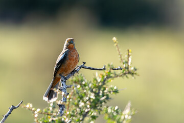 whitw-tipped Plantcutter