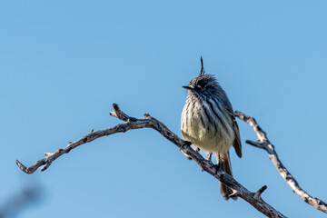 tufted tit-tyrant
