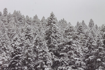 Scenic winter landscape,snowy spruce trees,fresh powder snow, mountain forest