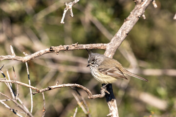 tufted tit-tyrant