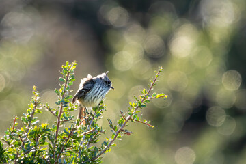 tufted tit-tyrant