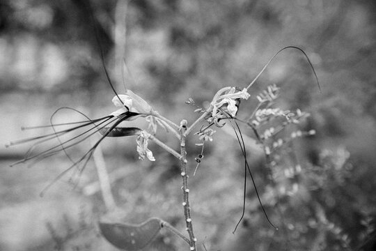 a bird of paradise bush (Caesalpinia gilliesii) with long stamens