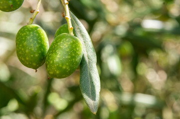 Macro Olives: Olive Tree with Blurred Background.