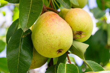 Natural Ripening: Pears on Branch with Leaves and Blue Sky in the Background.