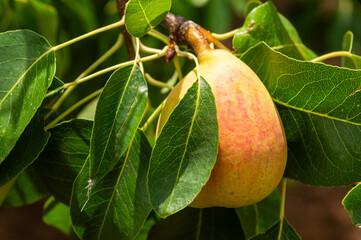 Natural Contrast: Yellow and Red Pear Among Pear Tree Leaves.