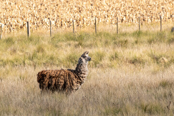 llama