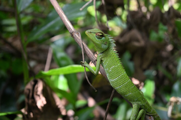 Closeup side view of a green forest lizard turning its head and looking at its tail side