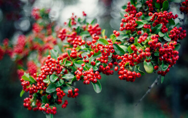 red box tree berries on branches in the garden