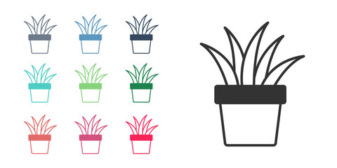 Black Plant in pot icon isolated on white background. Plant growing in a pot. Potted plant sign. Set icons colorful. Vector