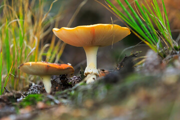 amanita muscaria, fly agaric or fly amanita basidiomycota muscimol mushroom