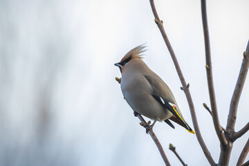 The Bohemian waxwing, Bombycilla garrulus, migratory bird is a rare visitor in the Netherlands