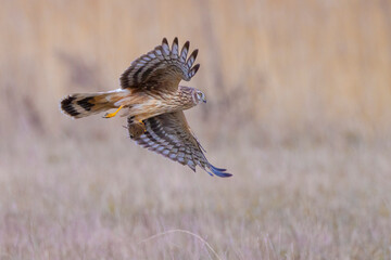 Hen harrier Circus cyaneus hunting
