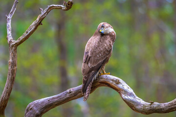 Common buzzard, Buteo Buteo, bird of prey perched