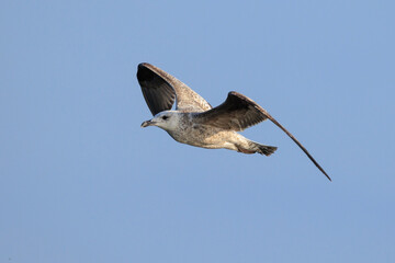 Closeup of a herring gull, Larus argentatus, flying above water