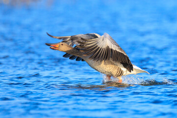 Greylag goose, Anser Anser, in flight migrating above a lake