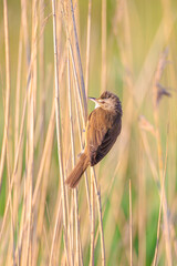 Close up of a great reed warbler, acrocephalus arundinaceus, bird singing in reeds