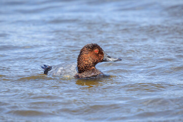 common pochard; Aythya ferina, waterfowl, low point of view.