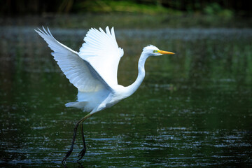 Great egret Ardea alba, white heron waterfowl closeup