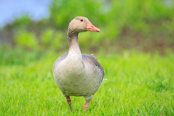 Greylag goose, Anser anser, in a meadow with chicks