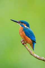Close up of a Kingfisher, Alcedo Atthis, fishing