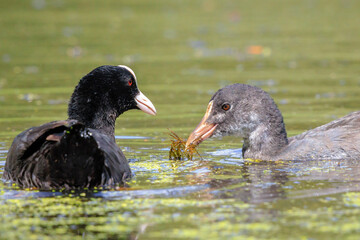 Coot chick Fulica atra swimming closeup