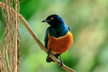 Superb starling Lamprotornis superbus perched