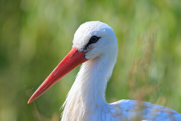 Portrait of a Stork bird, Ciconia ciconia
