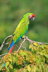 Great green macaw Ara ambiguus, Buffons ara, Buffon's macaw or the great military macaw, perched