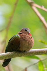 common emerald dove, Asian emerald dove, or grey-capped emerald dove Chalcophaps indica perched