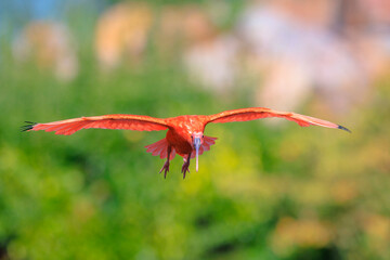 Scarlet Ibis bird Eudocimus ruber in flight