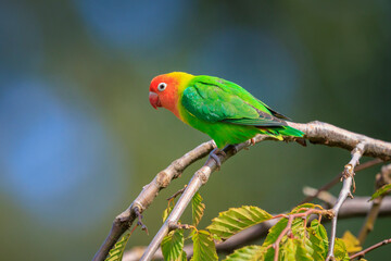 Fischer's lovebird, Agapornis fischeri, parrot bird perched