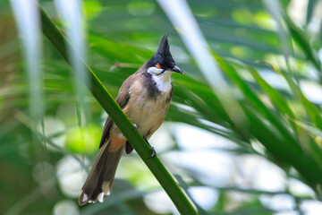 red-whiskered or crested bulbul, Pycnonotus jocosus,