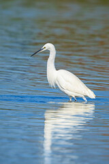 Little Egret, Egretta garzetta, fishing