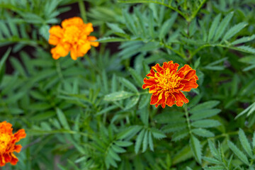 Marigolds