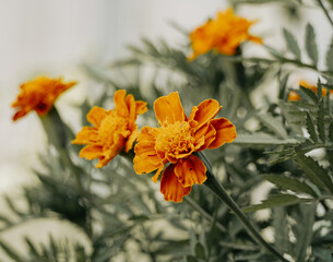 Marigold