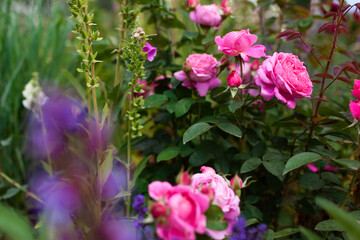 Pink Mary rose blooming in summer garden by salvia and foxgloves. Bunch of double nostalgic flowers grow on border.