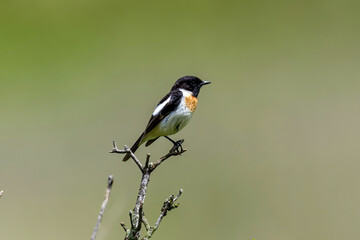 夏の高原のノビタキ雄