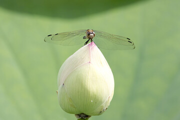 ハスの花の蕾のとまるシオカラトンボ