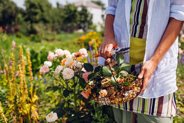Gardener holds basket with spent rose blooms after taking care of shrub in summer garden. Woman...